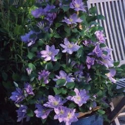 Clematis Cezanne&trade; Evipo023 -NAOMI Plant Shop CLEM T77110 C h