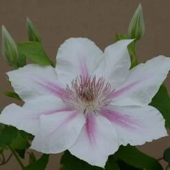 Clematis Corinne&trade; Evipo063