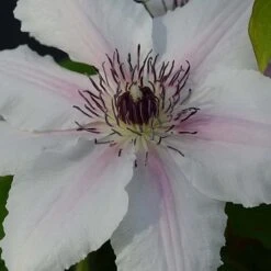 Clematis The Countess Of Wessex&trade; Evipo073 -NAOMI Plant Shop CLEM T77115 B h