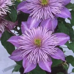 Clematis Crystal Fountain&trade; Evipo038 -NAOMI Plant Shop CLEM T77116 A h