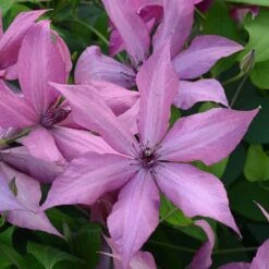 Clematis Patio Collection -NAOMI Plant Shop CLEM T77122 A h