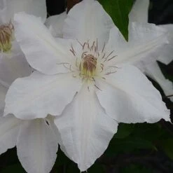 Clematis Hyde Hall&trade; Evipo009