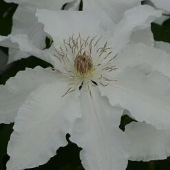 Clematis Hyde Hall&trade; Evipo009 -NAOMI Plant Shop CLEM T77123 C h