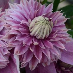 Clematis Josephine&trade; Evijohill -NAOMI Plant Shop CLEM T77125 C h