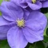 Clematis Kingfisher&trade; Evipo037