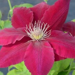 Clematis Rebecca&trade; Evipo016 -NAOMI Plant Shop CLEM T77132 A h