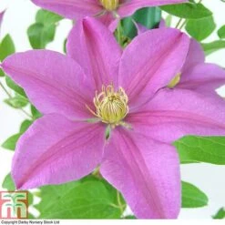 Clematis 'Sally'&trade; Evipo077 -NAOMI Plant Shop CLEM T77135 A