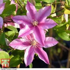Clematis 'Sally'&trade; Evipo077 -NAOMI Plant Shop CLEM T77135 AA