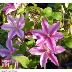 Clematis 'Sally'&trade; Evipo077