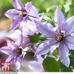Clematis 'Samaritan Jo'&trade; Evipo075 -NAOMI Plant Shop CLEM T77136 D
