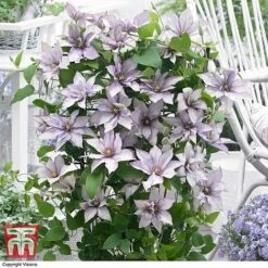 Clematis 'Samaritan Jo'&trade; Evipo075 -NAOMI Plant Shop CLEM T77136 DD