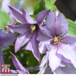 Clematis 'Samaritan Jo'&trade; Evipo075 -NAOMI Plant Shop CLEM T77136 E