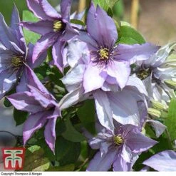 Clematis 'Samaritan Jo'&trade; Evipo075 -NAOMI Plant Shop CLEM T77136 F