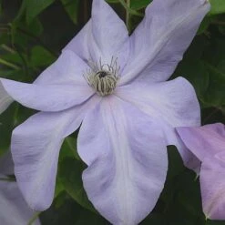 Clematis Shimmer&trade; Evipo028