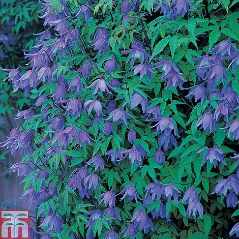 Clematis Macropetala 1 Clematis Macropetala