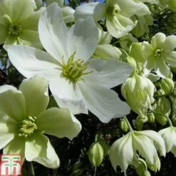 Clematis X Cartmanii 'Avalanche' -NAOMI Plant Shop CLEM TKA0821 A