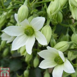 Clematis 'Michiko'&trade; Evipo044