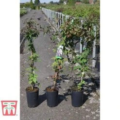 Clematis Montana Var. Rubens 'Tetrarose' -NAOMI Plant Shop CLEM TKA3084 A