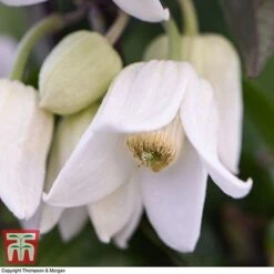 Clematis Urophylla 'Winter Beauty' -NAOMI Plant Shop CLEM p88973 D
