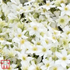 Clematis X Cartmanii 'Avalanche' -NAOMI Plant Shop CLEM AVALANCHE T07295