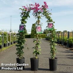 Clematis 'Inspiration'