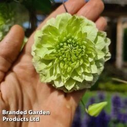 Clematis Florida 'Manju' -NAOMI Plant Shop CLEM MANJU S50981