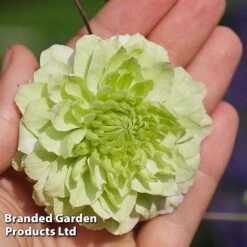 Clematis Florida 'Manju' -NAOMI Plant Shop CLEM MANJU S50983