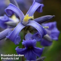 Clematis All Season Collection -NAOMI Plant Shop CLEM NEWLOVE S23273