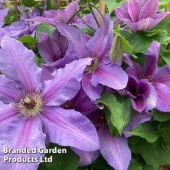 Clematis ‘Tumaini' (Evigsy151) -NAOMI Plant Shop CLEM TUMAINI S49870