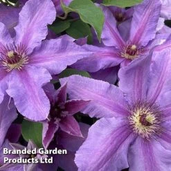 Clematis ‘Tumaini' (Evigsy151) -NAOMI Plant Shop CLEM TUMAINI S49872