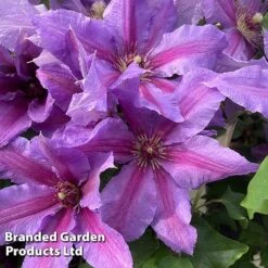 Clematis ‘Tumaini' (Evigsy151) -NAOMI Plant Shop CLEM TUMAINI S49873