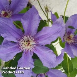 Clematis ‘Tumaini' (Evigsy151) -NAOMI Plant Shop CLEM TUMAINI S49874