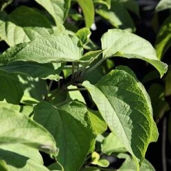 Clerodendrum Trichotomum -NAOMI Plant Shop CLER T73834 A h