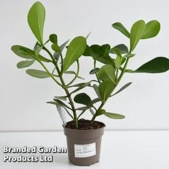 Clusia Rosea 'Princess' -NAOMI Plant Shop CLUS PRINC12CM T44740