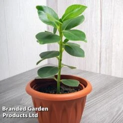 Clusia Rosea 'Princess' -NAOMI Plant Shop CLUS PRINCESS WKF1162