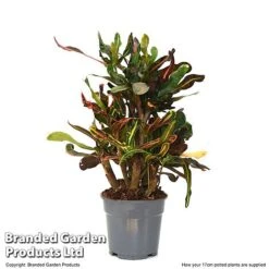 Codiaeum Variegatum 'Mammi' -NAOMI Plant Shop CODI MAMMI17CM T50494