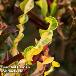 Codiaeum Variegatum 'Mammi' -NAOMI Plant Shop CODI MAMMI KF1283 A