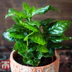 Coffea Arabica -NAOMI Plant Shop COFF KB1727 C