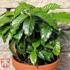 Coffea Arabica -NAOMI Plant Shop COFF KB1727 D