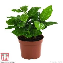 Coffea Arabica -NAOMI Plant Shop COFF KB1727 E