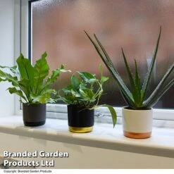 De-humidifying House Plant Collection -NAOMI Plant Shop COLL DEHUMIDIF T46989