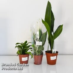 Almost Unkillable Houseplant Collection -NAOMI Plant Shop COLL UNKIL12CM T43974