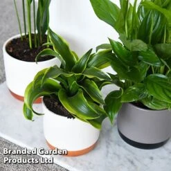 Almost Unkillable Houseplant Collection -NAOMI Plant Shop COLL UNKILLABL T43977