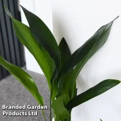 Almost Unkillable Houseplant Collection -NAOMI Plant Shop COLL UNKILLABL T43979