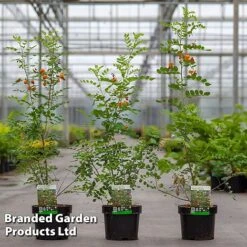 Colutea Media 'Copper Beauty'