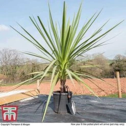 Cordyline Australis -NAOMI Plant Shop CORD KB3924 L