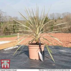 Cordyline Australis 'Torbay Dazzler' -NAOMI Plant Shop CORD KB3926 L