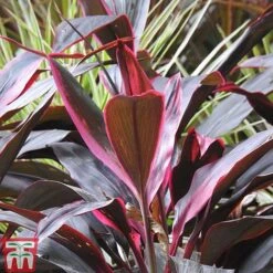 Cordyline 'Tango' -NAOMI Plant Shop CORD TKA2884 A