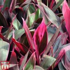 Cordyline 'Tango' -NAOMI Plant Shop CORD TKA2884 B