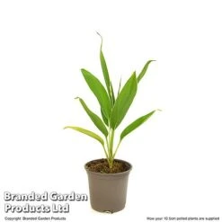 Cordyline 'Conga' (House Plant) -NAOMI Plant Shop CORD CONGA10CM T52109